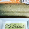 LATTERIA